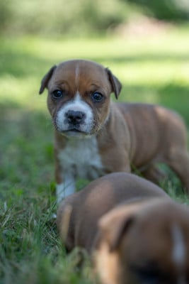 Les chiots de Staffordshire Bull Terrier