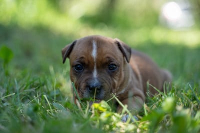Les chiots de Staffordshire Bull Terrier
