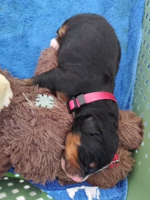 Les chiots de Bouvier Bernois