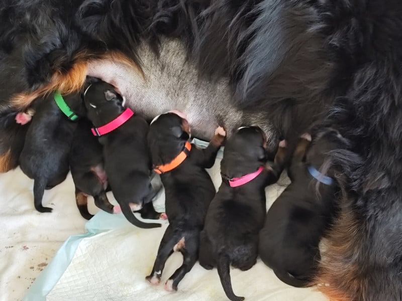 Bouvier Bernois - De La Pierre Qui Croule