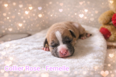 Les chiots de American Staffordshire Terrier