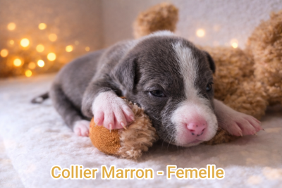 Les chiots de American Staffordshire Terrier