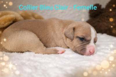 Les chiots de American Staffordshire Terrier