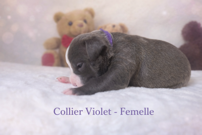 Les chiots de American Staffordshire Terrier