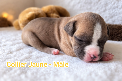 Les chiots de American Staffordshire Terrier