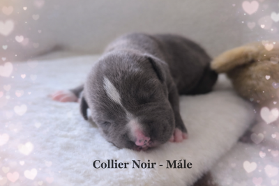 Les chiots de American Staffordshire Terrier