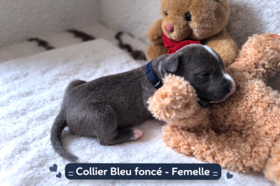 Les chiots de American Staffordshire Terrier