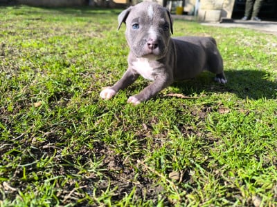 Les chiots de American Staffordshire Terrier