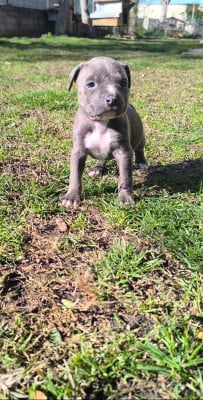 Les chiots de American Staffordshire Terrier