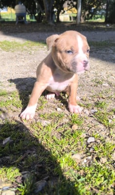 Les chiots de American Staffordshire Terrier