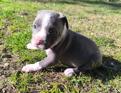 Les chiots de American Staffordshire Terrier