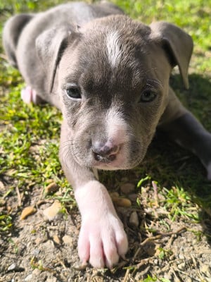 Les chiots de American Staffordshire Terrier