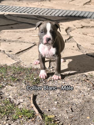 Les chiots de American Staffordshire Terrier