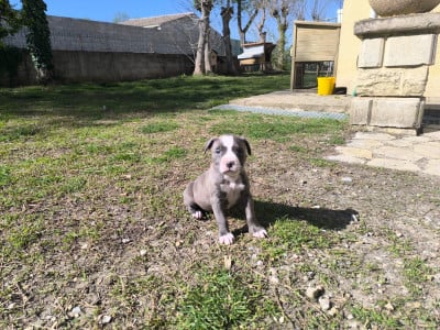 Les chiots de American Staffordshire Terrier