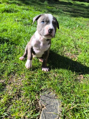 Les chiots de American Staffordshire Terrier