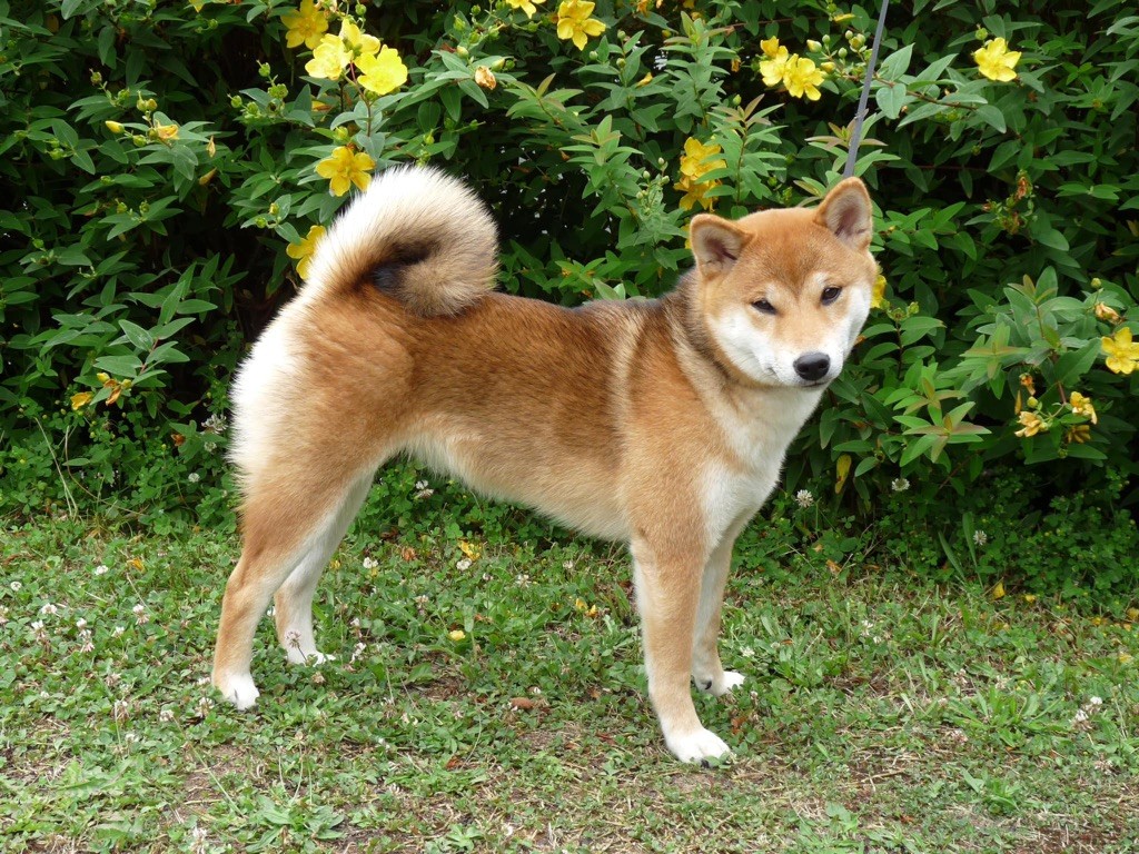 Utsukuchii sora Go Tsuki Kage Kensha