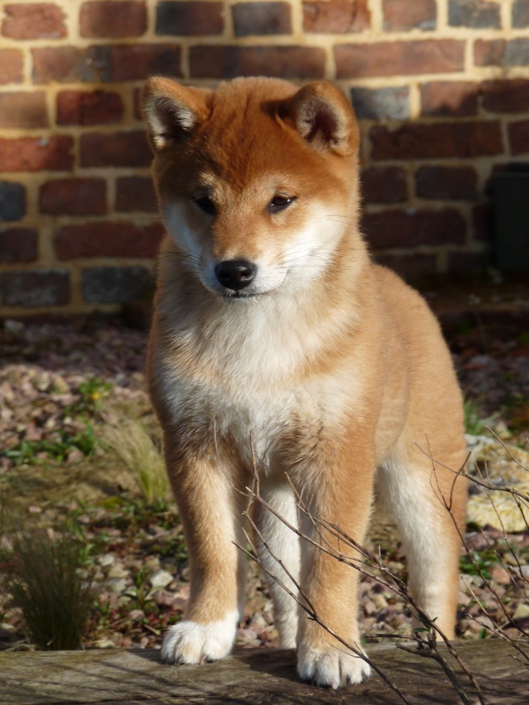 Utsukuchii sora Go Tsuki Kage Kensha