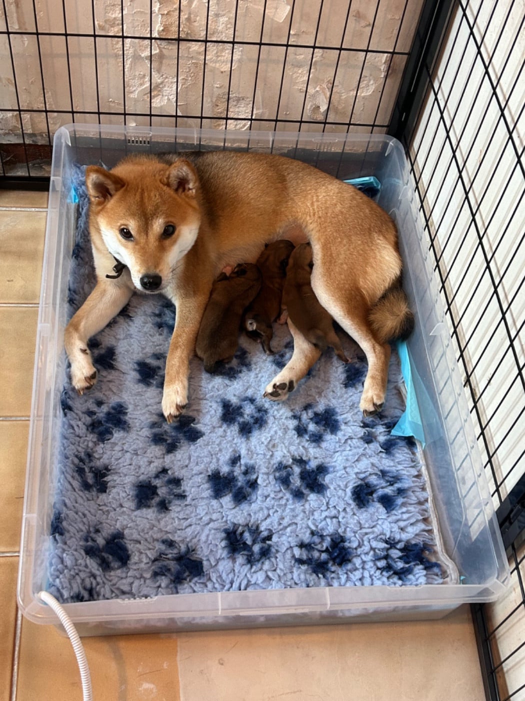 Shiba - Go Tsuki Kage Kensha