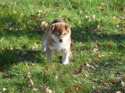 Les chiots de Shiba