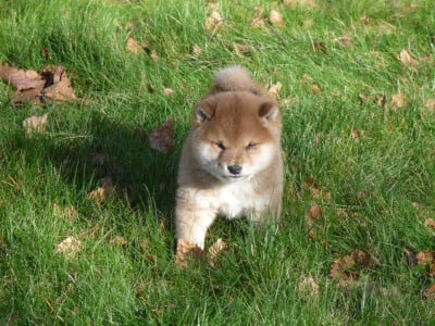 Les chiots de Shiba