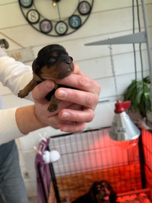 Les chiots de Cavalier King Charles Spaniel