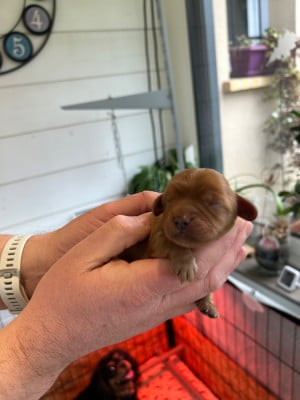 Les chiots de Cavalier King Charles Spaniel