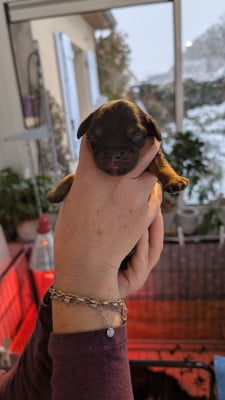 Les chiots de Cavalier King Charles Spaniel