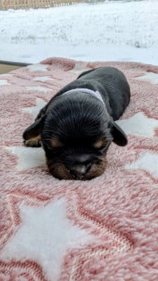 Les chiots de Cavalier King Charles Spaniel