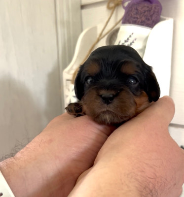 Les chiots de Cavalier King Charles Spaniel