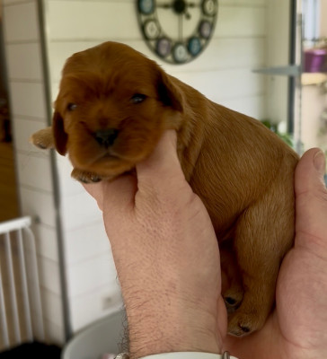 Les chiots de Cavalier King Charles Spaniel
