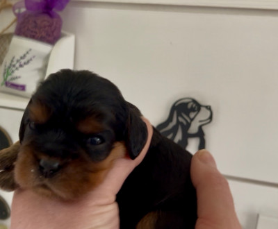 Les chiots de Cavalier King Charles Spaniel