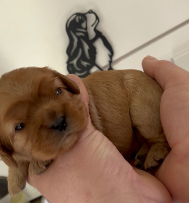 Les chiots de Cavalier King Charles Spaniel