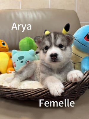 Les chiots de Siberian Husky