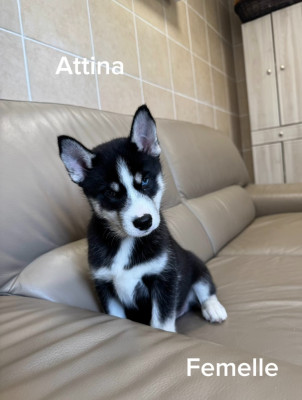 Les chiots de Siberian Husky