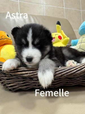 Les chiots de Siberian Husky