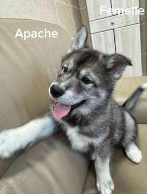 Les chiots de Siberian Husky