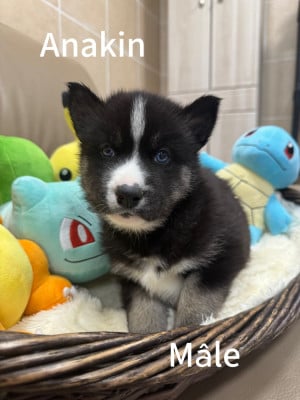 Les chiots de Siberian Husky