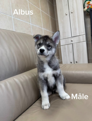 Les chiots de Siberian Husky