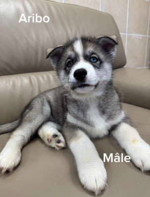 Les chiots de Siberian Husky