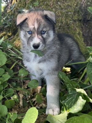 Les chiots de Siberian Husky