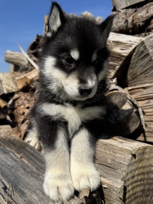 Les chiots de Siberian Husky