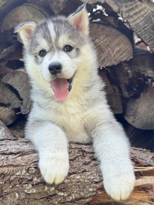 Les chiots de Siberian Husky