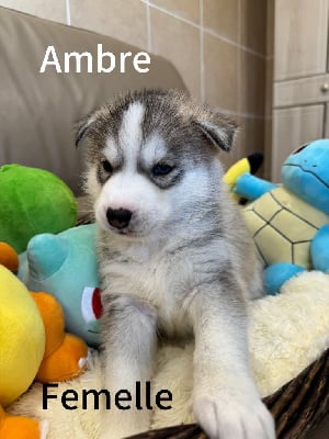 Les chiots de Siberian Husky