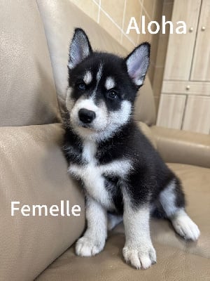 Les chiots de Siberian Husky