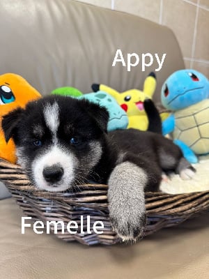 Les chiots de Siberian Husky