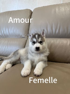 Les chiots de Siberian Husky