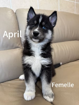 Les chiots de Siberian Husky