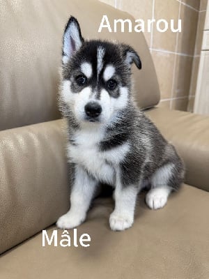 Les chiots de Siberian Husky