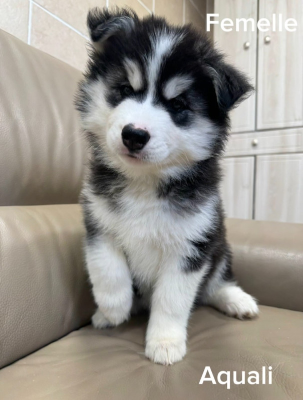 Siberian Husky