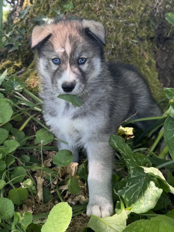 Siberian Husky - De The King Ricci